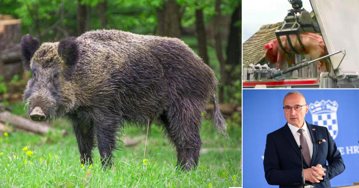 od eutanazija domaćih svinja uslijed afričke svinjske kuge (AFK) najviše koristi ima ministar Grlić-Radman, koji je suvlasnik Agroproteinke koja zbrinjava lešine